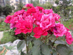 月季花