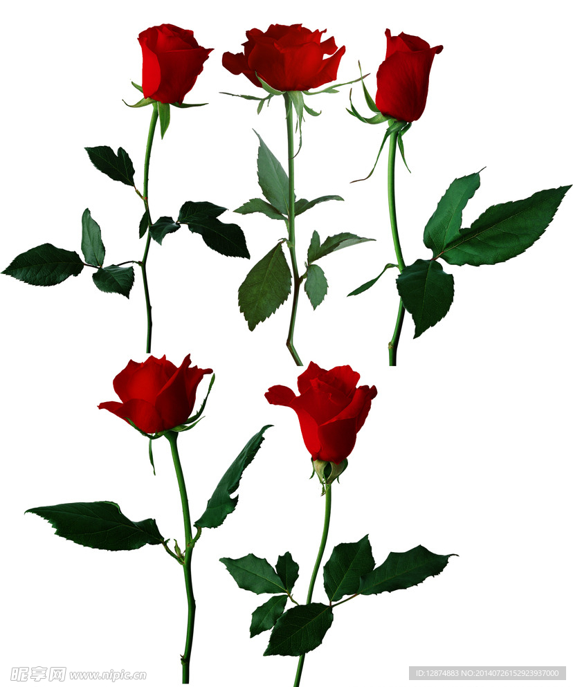 玫瑰花素材
