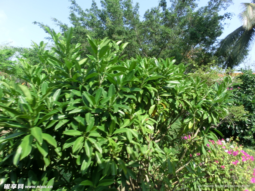 热带植物