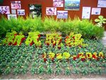 新民晚报植物