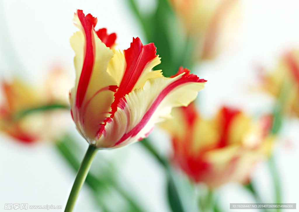 花卉
