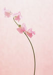 花卉