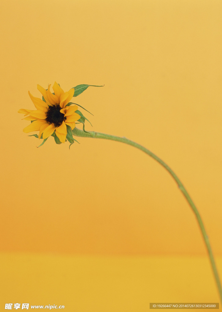 花卉