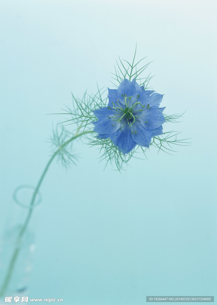 花卉