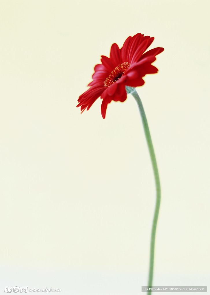 花卉