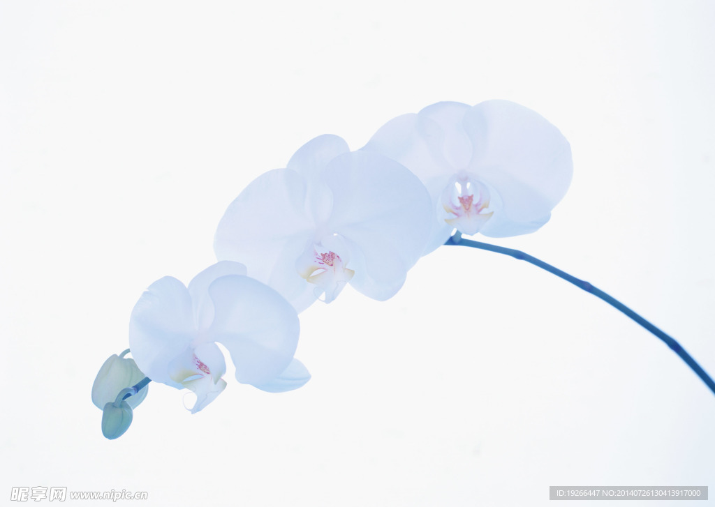 花卉