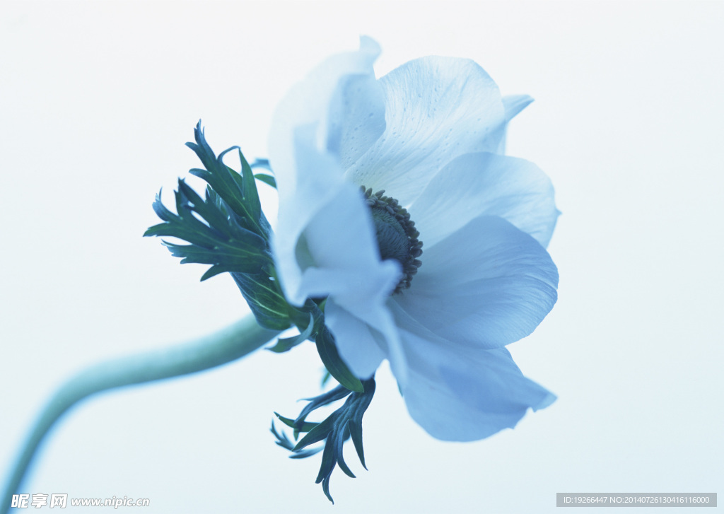 花卉
