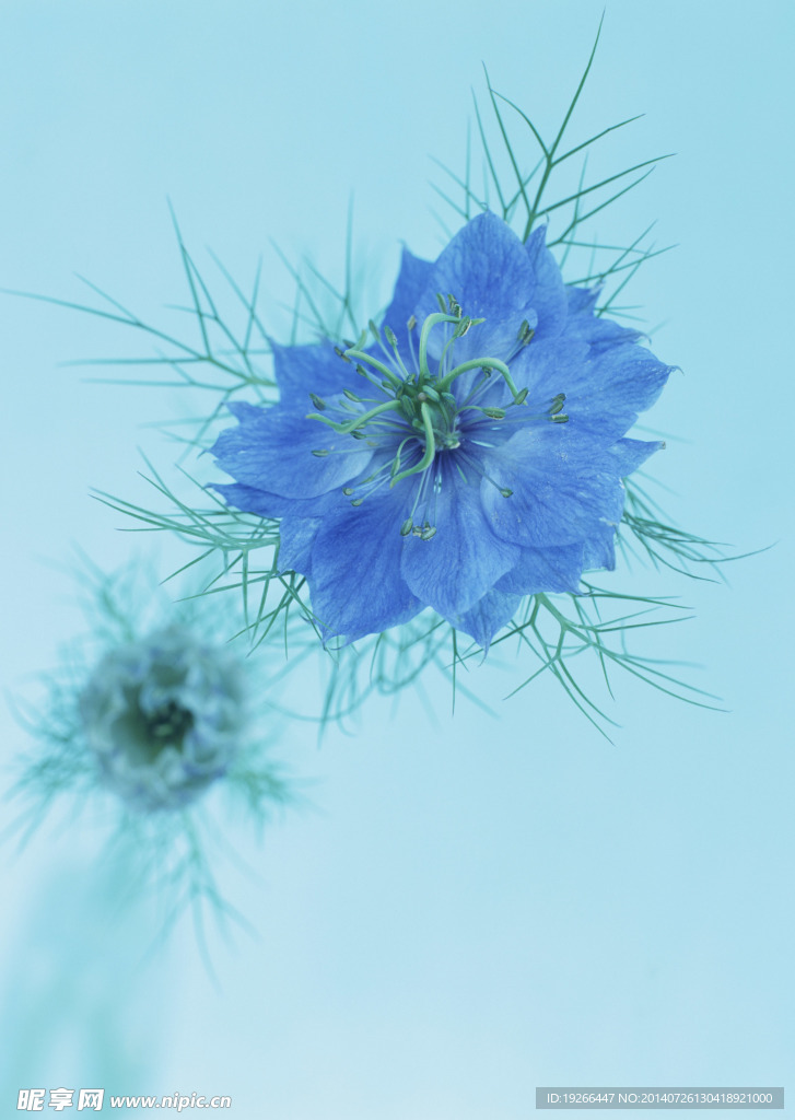 花卉