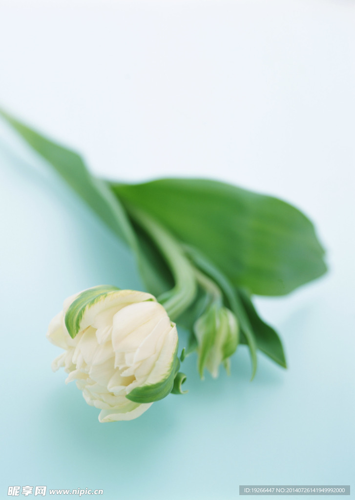 花卉