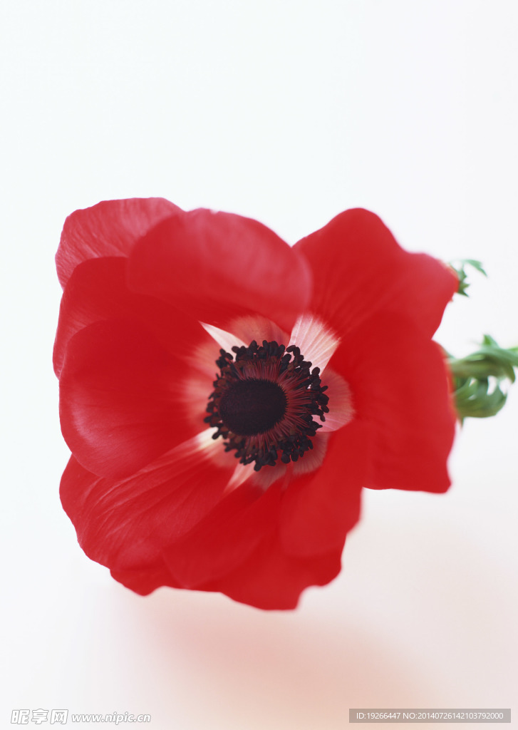 花卉