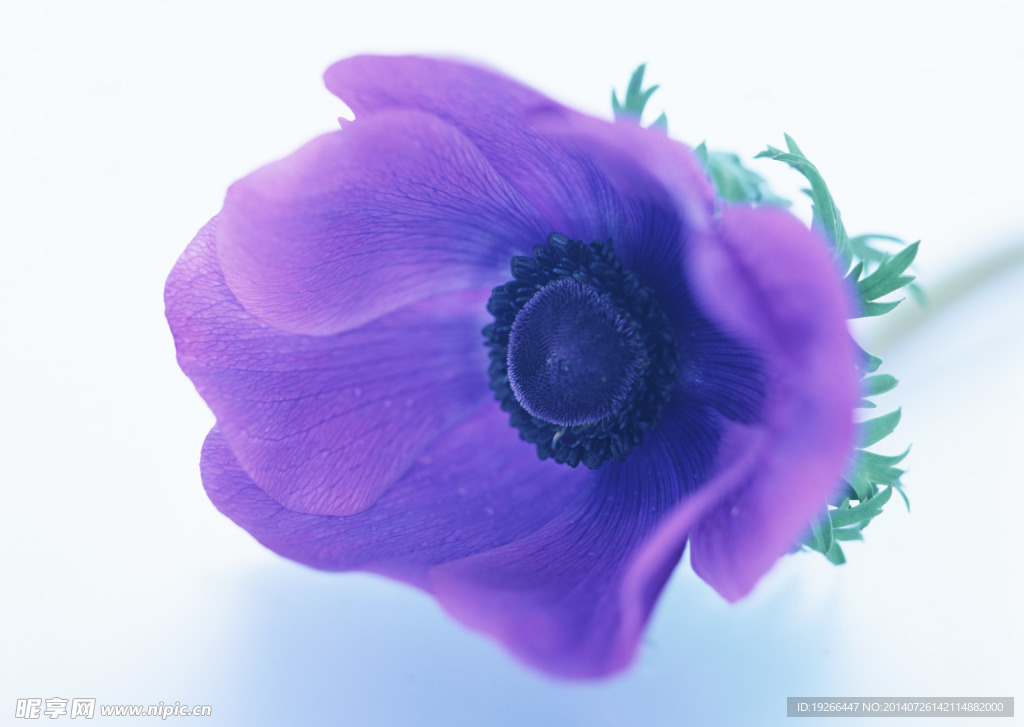 花卉