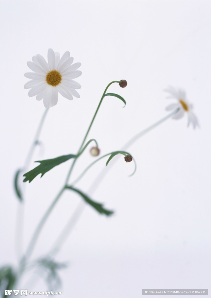 花卉