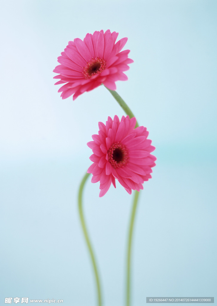 花卉