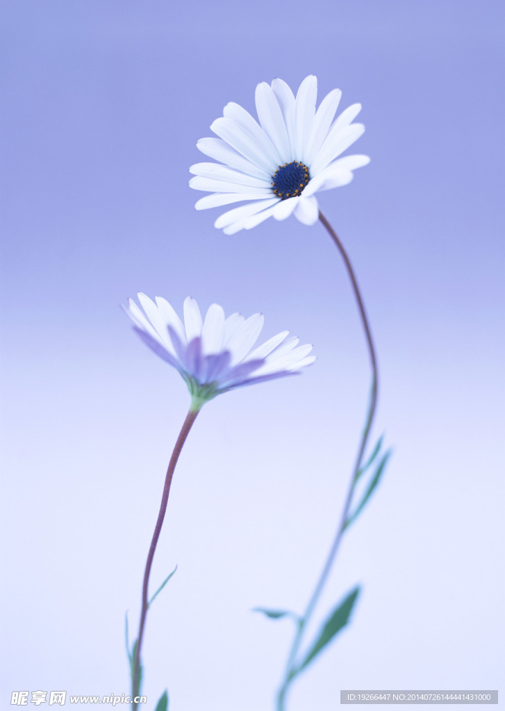 花卉