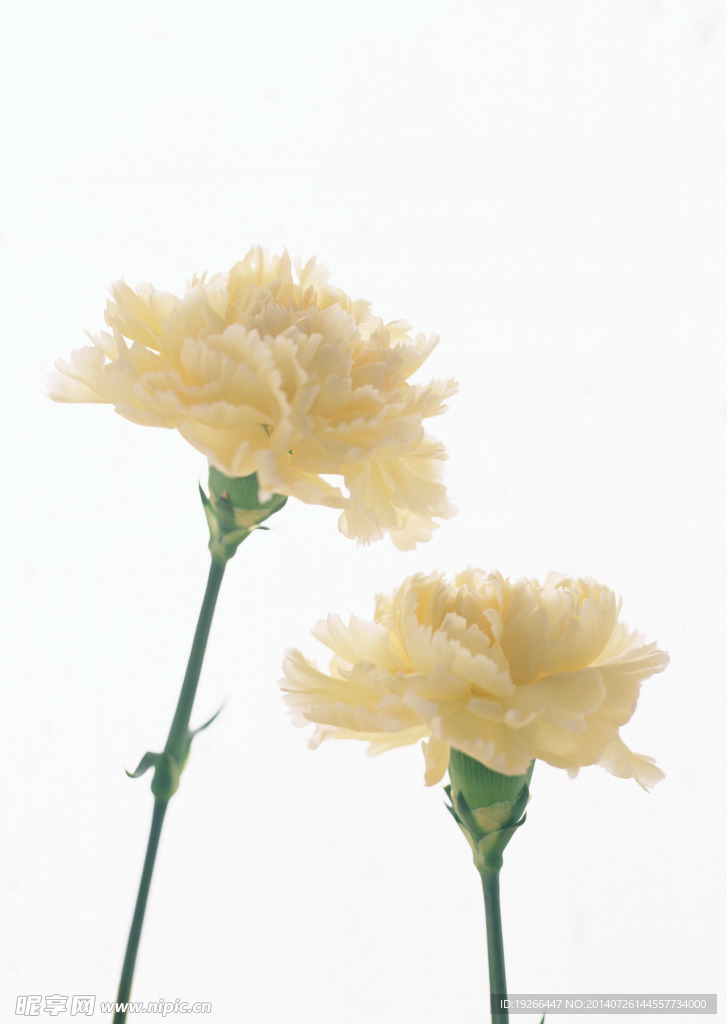 花卉