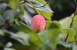 荔枝