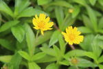 小野菊