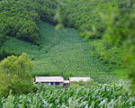 山村
