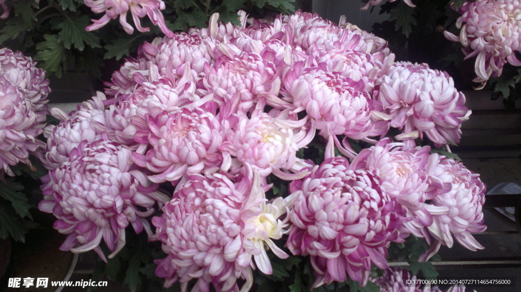 菊花
