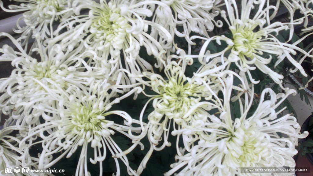 菊花