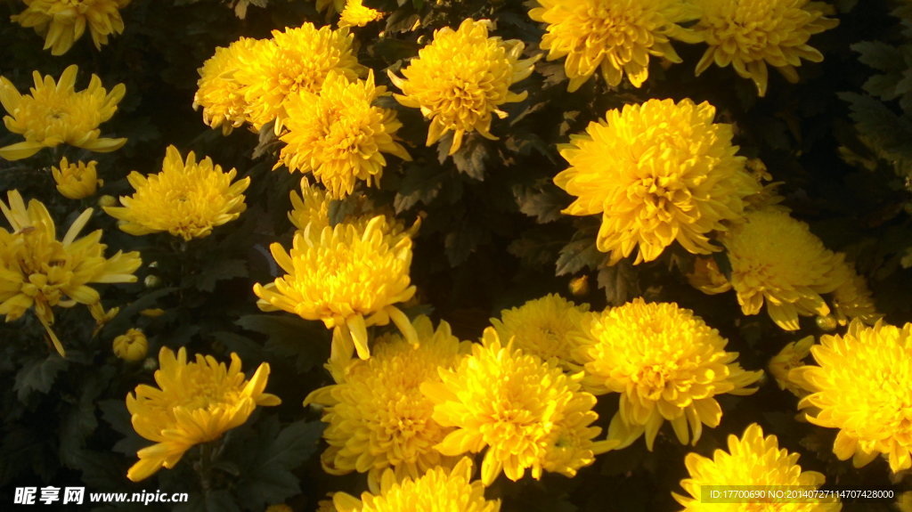 菊花