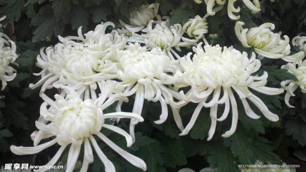 菊花