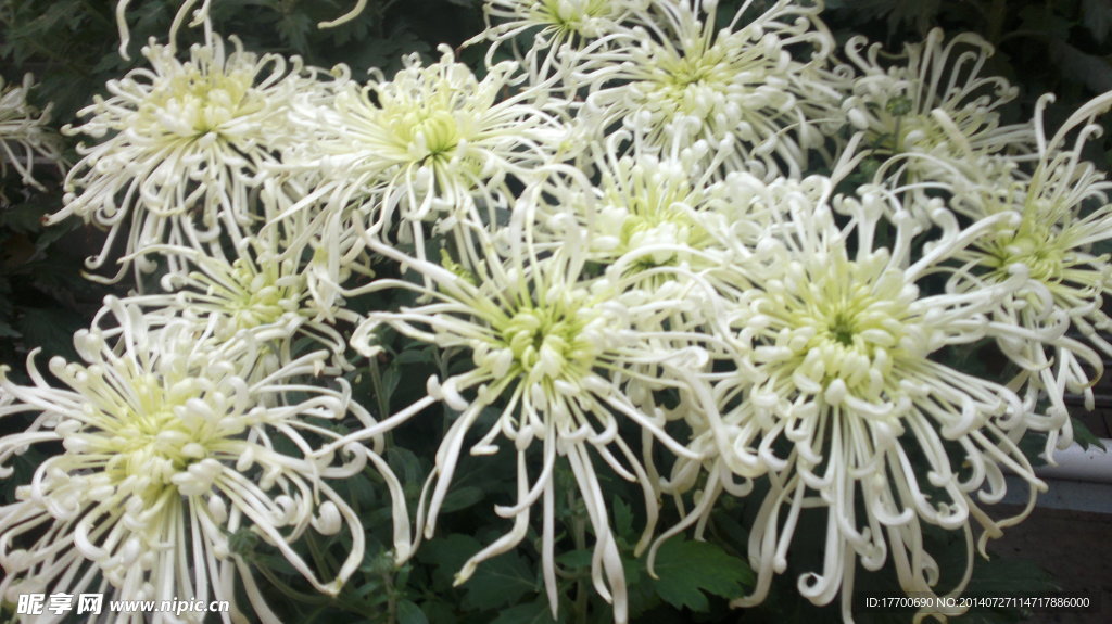 菊花