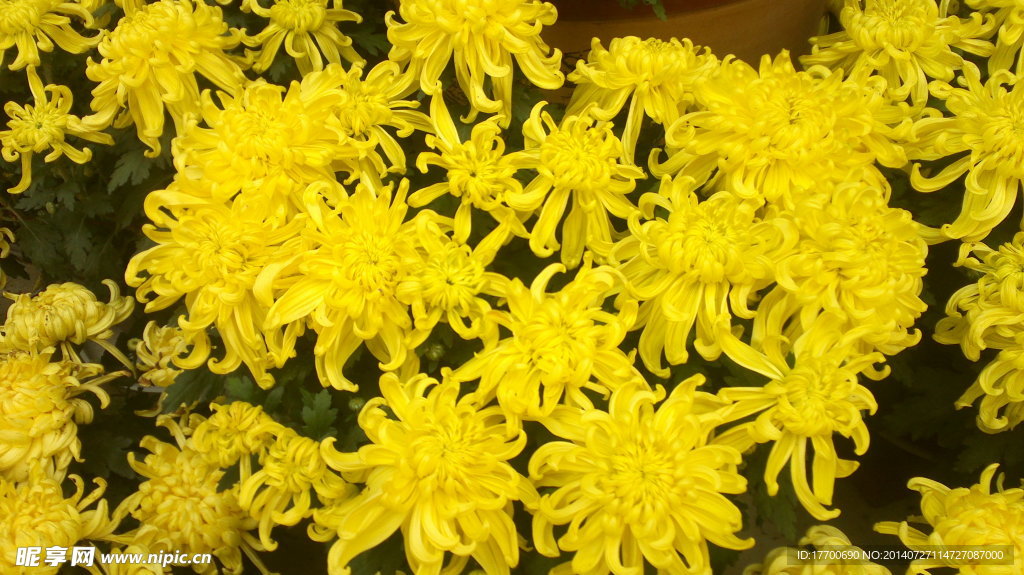 菊花