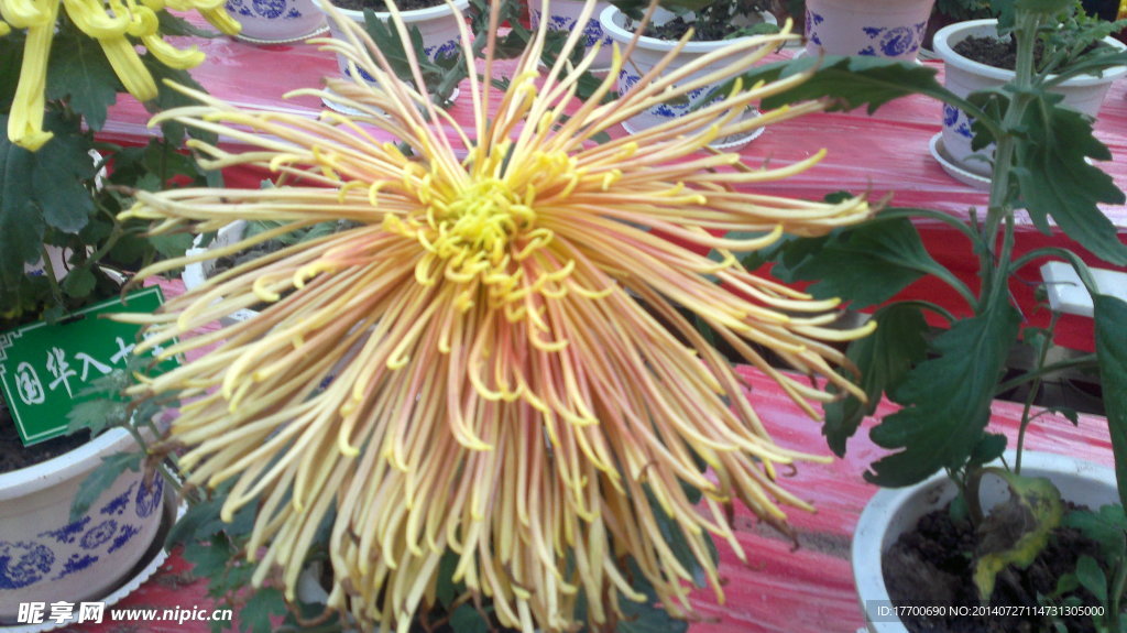 菊花