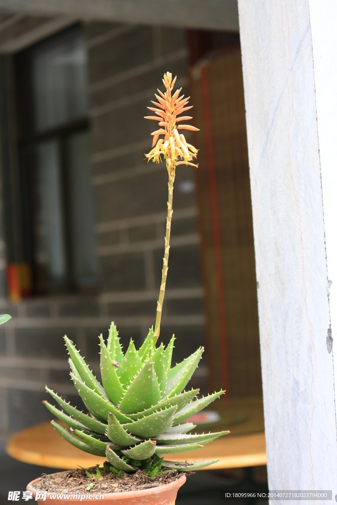 芦荟开花