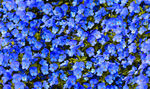 蓝花花回