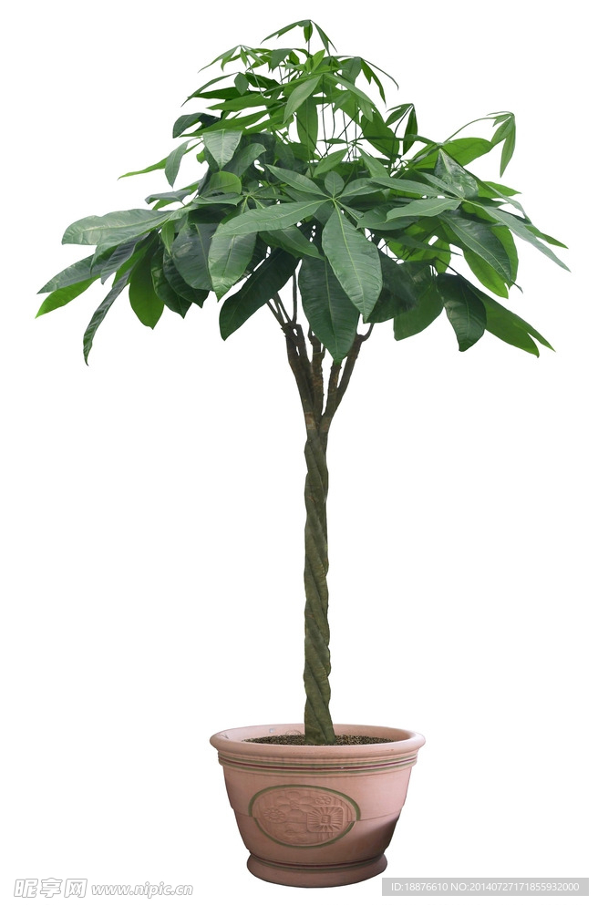 大果木锦树