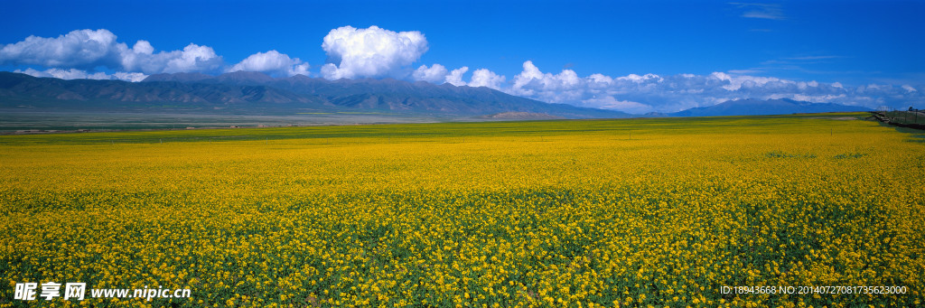 油菜花地
