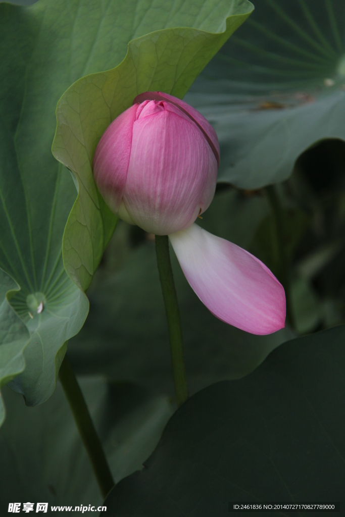 荷花苞