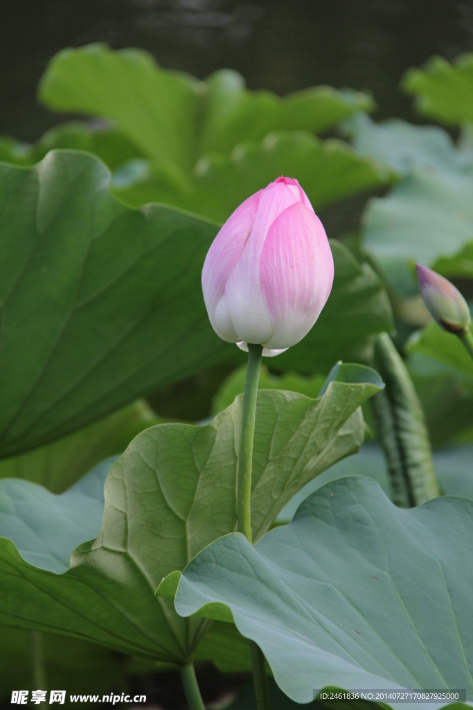 荷花苞