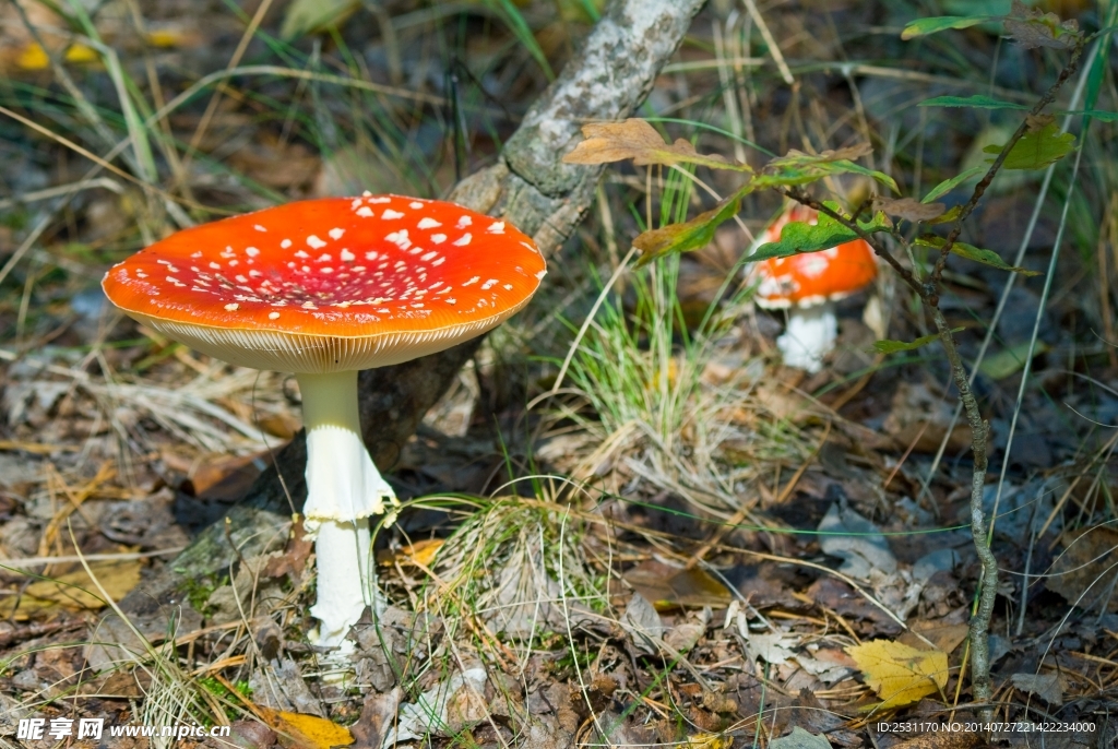 蘑菇