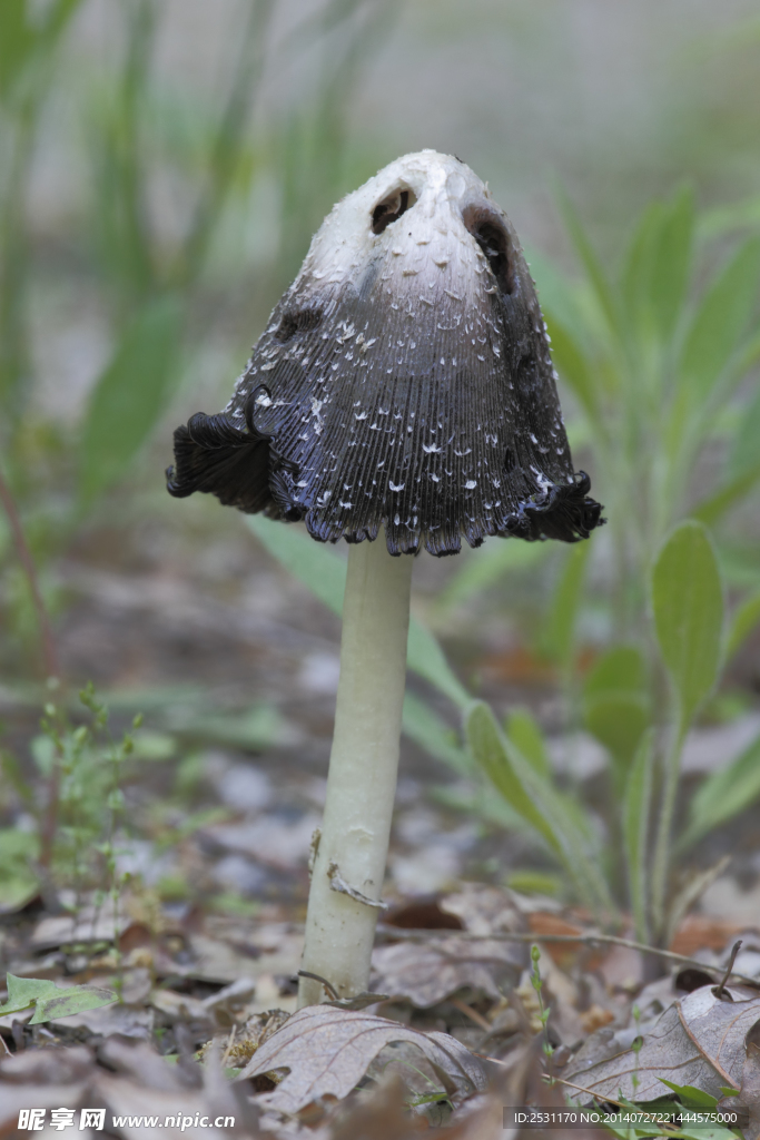 蘑菇
