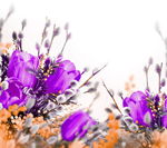 鲜花