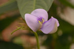 长豆花