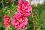 蜀葵花