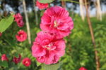 蜀葵花