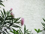 粉红小花