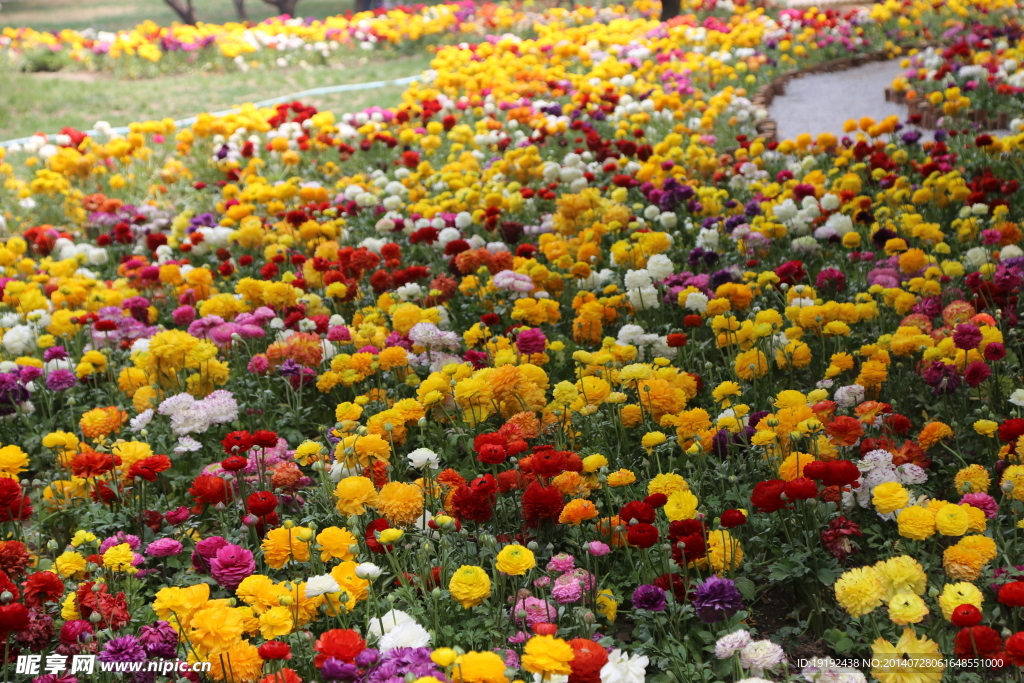 花毛茛