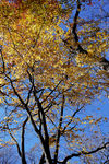 秋色树