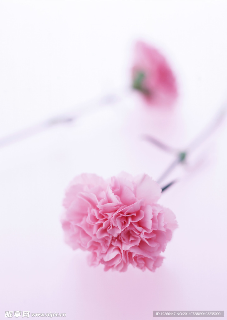 花卉