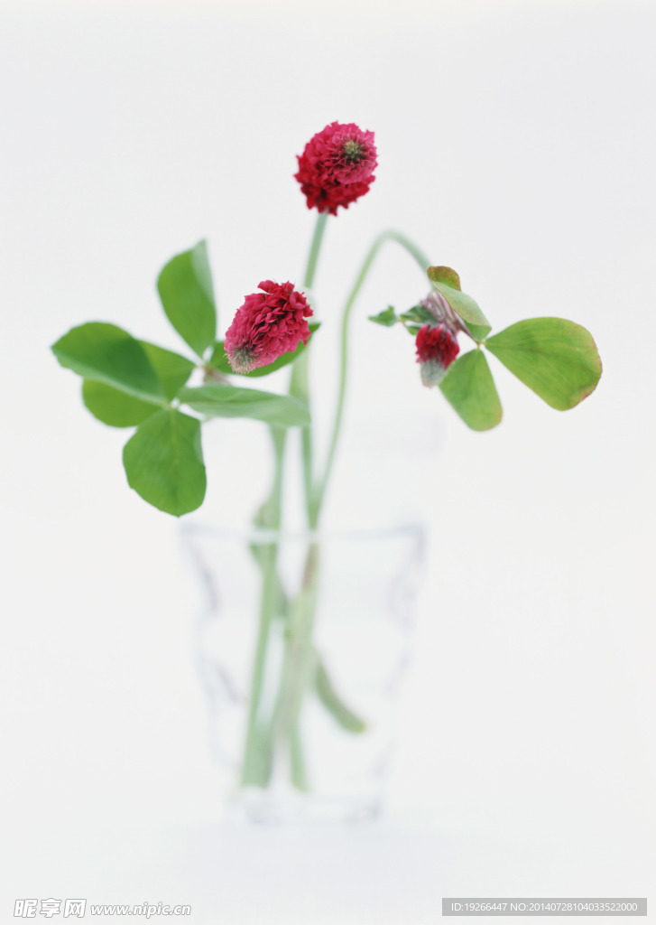 花卉