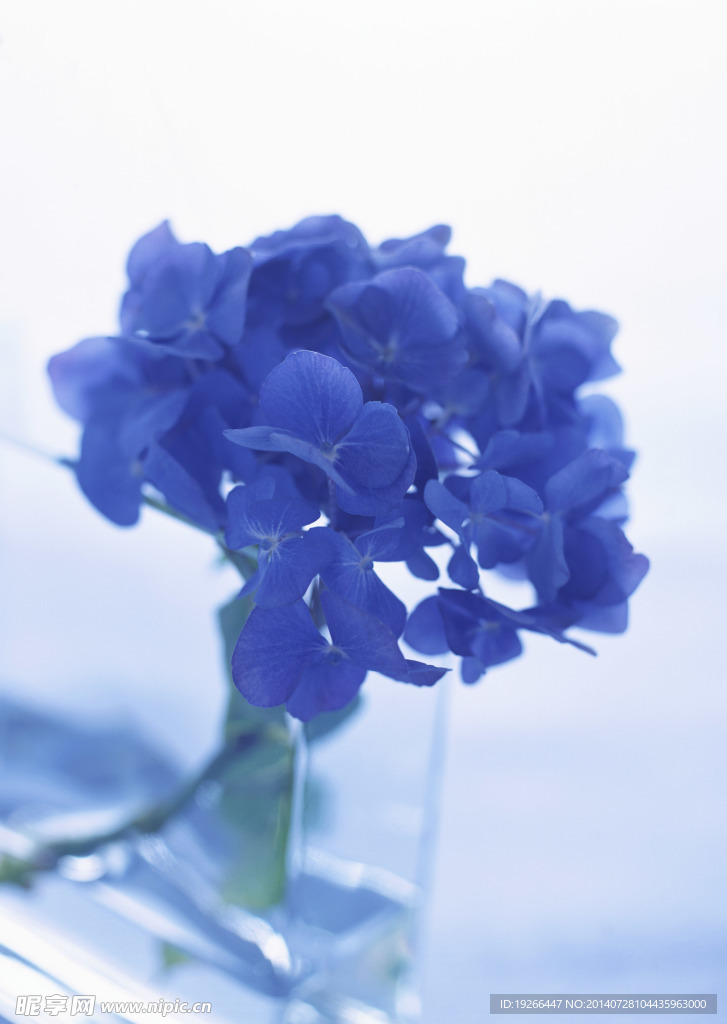 花卉