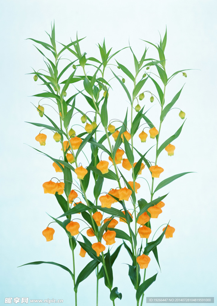 花卉