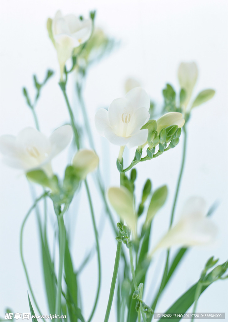 花卉