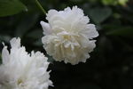 白牡丹